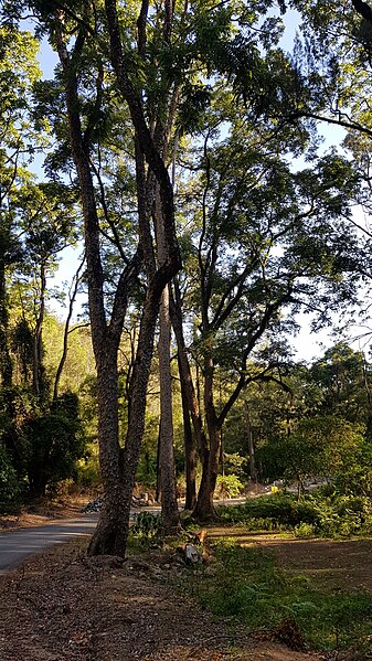 File:Toona ciliata, Long Gully.jpg