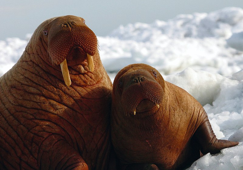 Файл:Walrus 2 (6383855895).jpg