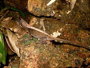 Dorsal view