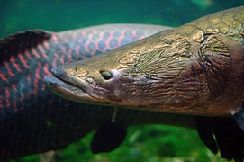 Paiche (Arapaima gigas)