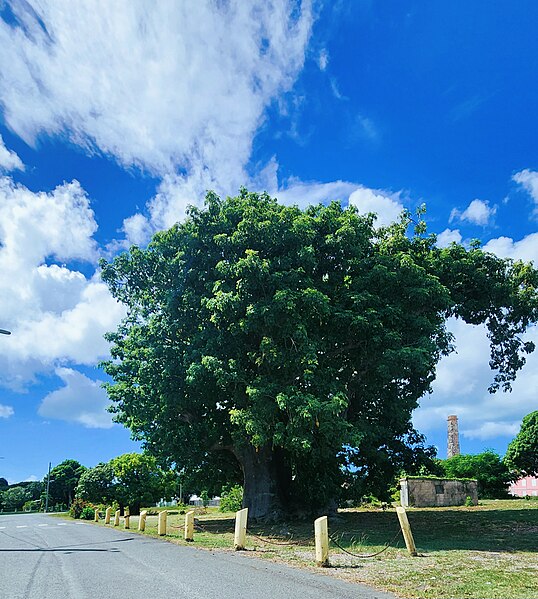 File:BaobabTree20230926 100418.jpg