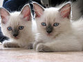 Two blue point Ragdoll kittens (8 weeks old)