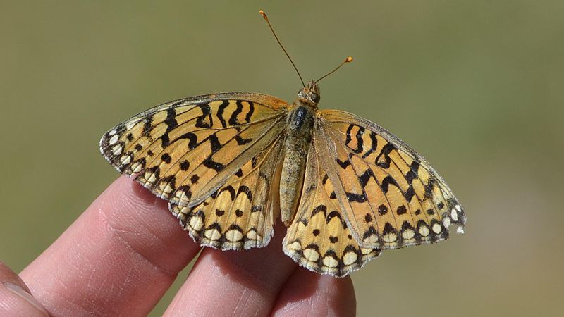 File:Callippe Fritillary (14427744069).jpg