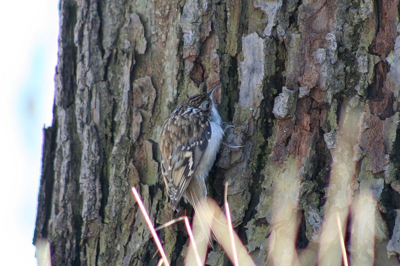 File:Certhia familiaris.jpg