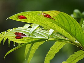 Листья Columnea consanguinea