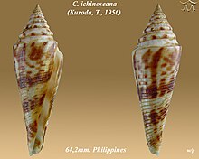 Conus ichinoseana 1.jpg