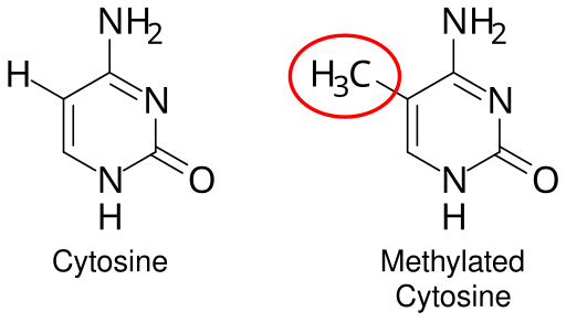 File:DNA methylation.svg