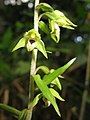 Дремлик сосочковый (Epipactis papillosa) — средняя часть соцветия