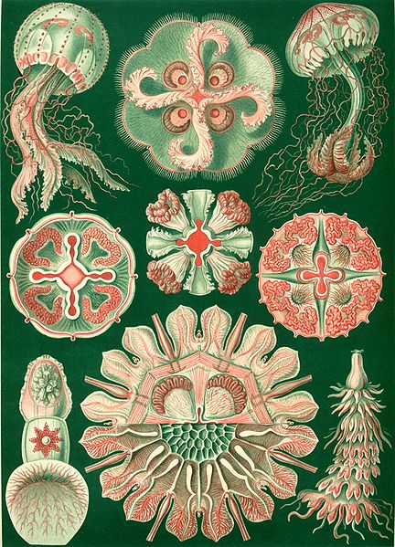 Файл:Haeckel Discomedusae 98.jpg