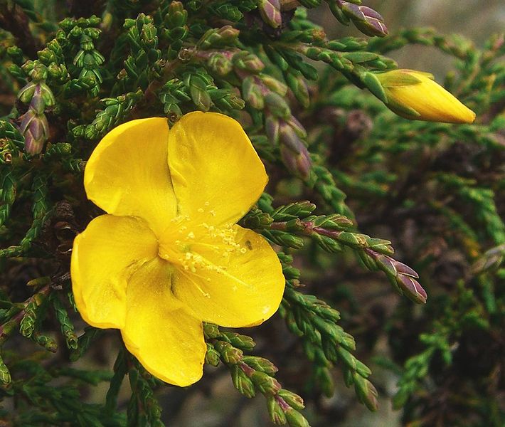 File:Hypericum myricariifolium (4).jpg