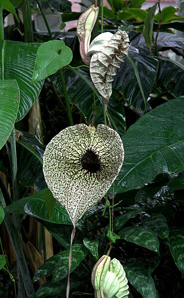 Файл:IMG 5493-Aristolochia grandiflora.jpg