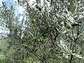 Olive tree, Nepal