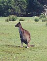 Western grey kangaroo