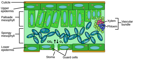 Diagram of leaf internal anatomy