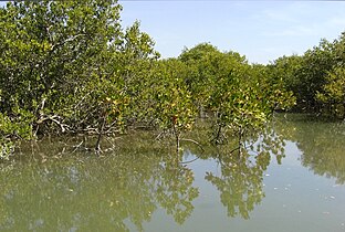 Mangroves