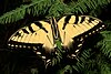 Tiger Swallowtail Butterfly