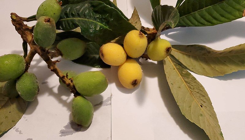 File:Ripe and unripe loquats.jpg