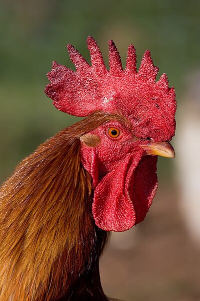 File:Rooster portrait dec08.jpg