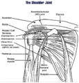 Diagram of the human shoulder joint