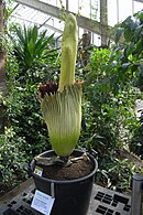 Second of two plants, Kew Gardens, London, May 1, 2009