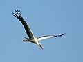 White stork - Low-level gliding