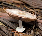 11 - Agaricus