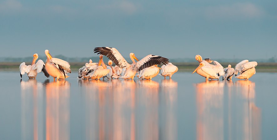 圖為烏克蘭敖德萨州图兹利潟湖国家自然公园內的白鹈鹕（Pelecanus onocrotalus）。