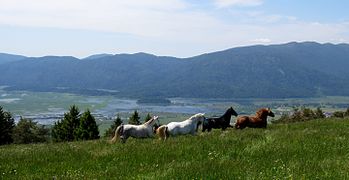 Dinaric Slovenia: intermittent Lake Cerknica