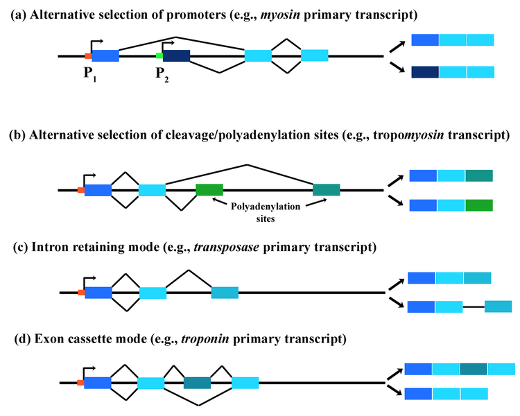 File:AlternativeSplicing.png