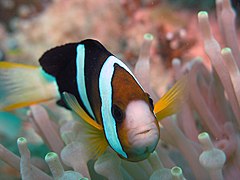 A. clarkii en anémona Entacmaea cuadricolor. Borneo, Malasia.