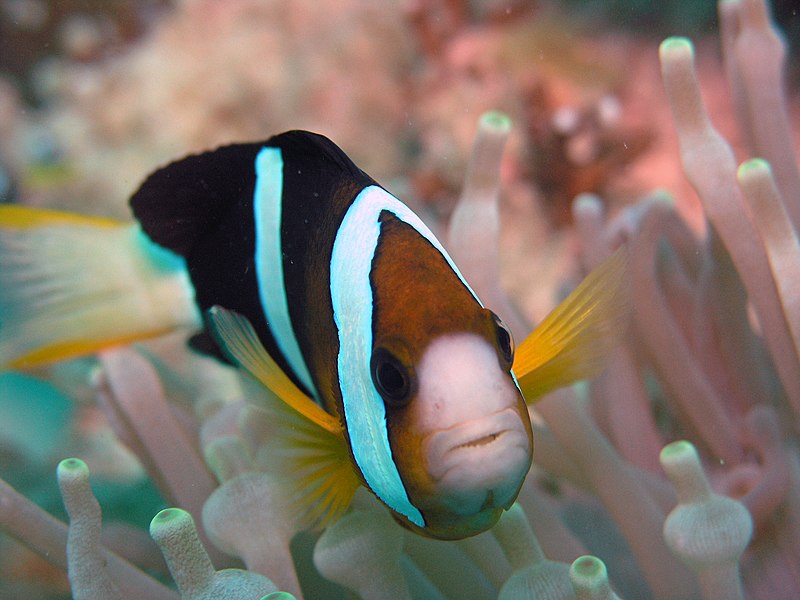 Archivo:Amphiprion clarkii sipadan.jpg