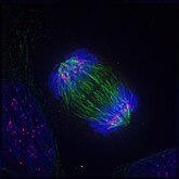 Anaphase: Lengthening nonkinetochore microtubules push the two sets of chromosomes further apart.