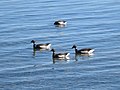 Brant Geese