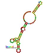 BsrF: Secondary structure taken from the Rfam database. Family RF01411