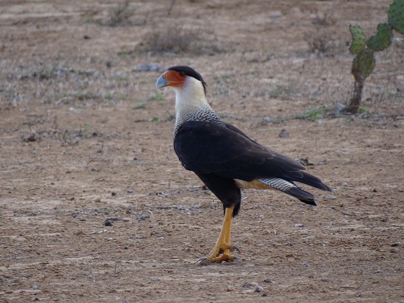 File:Caracara cheriway.JPG