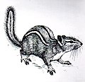 Chipmunk (PSF).jpg