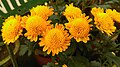 Flowers of Chrysanthemum plant