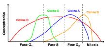 Ciclinas y ciclo celular.png