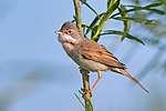 Thumbnail for Common whitethroat