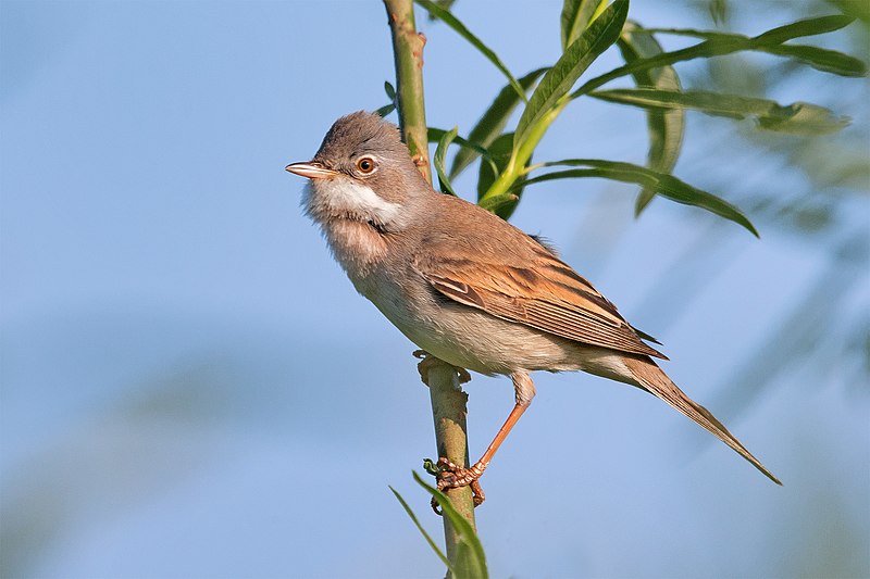 Файл:Common Whitethroat.jpg