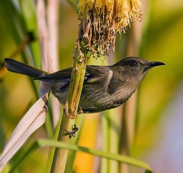 File:Crescent Honeyeater Edit2.jpg