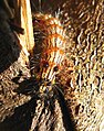 Camouflage: apparently with eight eyes, only two of them are real. Photo in a eucalyptus tree, Sao Paulo, Brazil