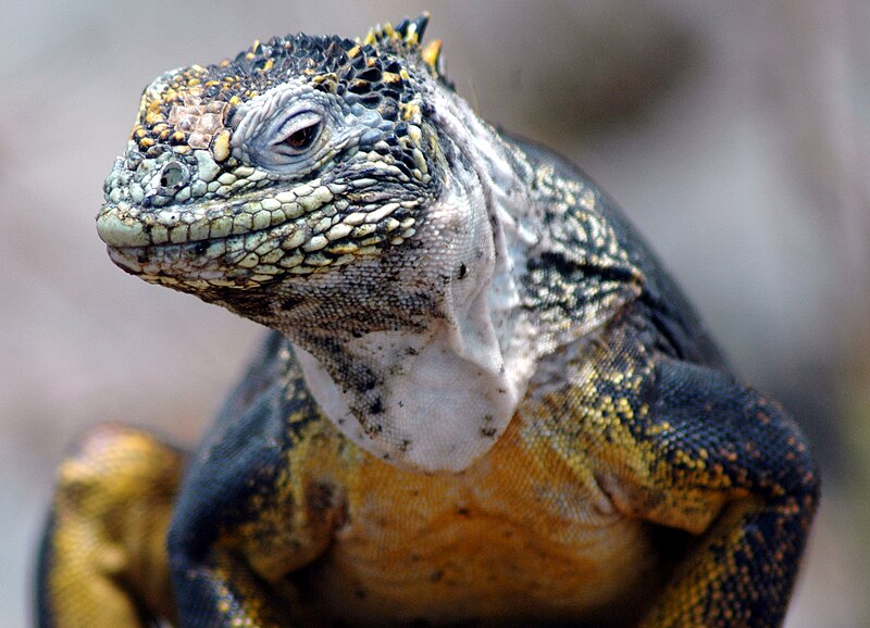 File:Galapagos Islands Land Iguana.JPG