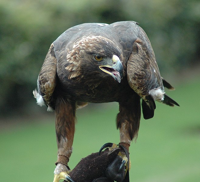 File:GoldenEagle-Nova.jpg