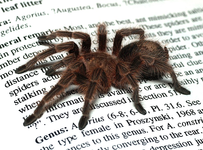 Файл:Grammostola.rosea.on.book.jpg