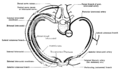 Diagram of an intercostal space