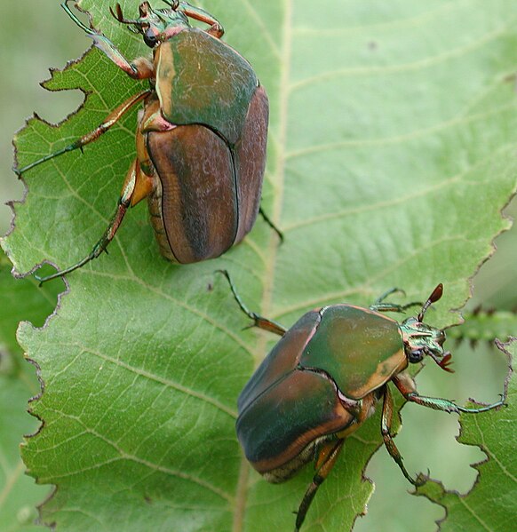 File:Green june beetle2.jpg