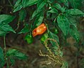 A habanero plant with chiles