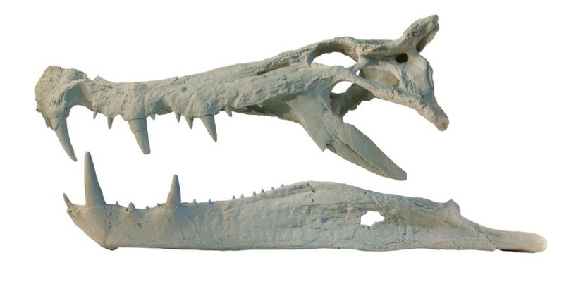 File:Kaprosuchus.jpg