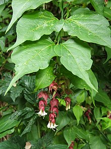 Leycesteria formosa.jpg